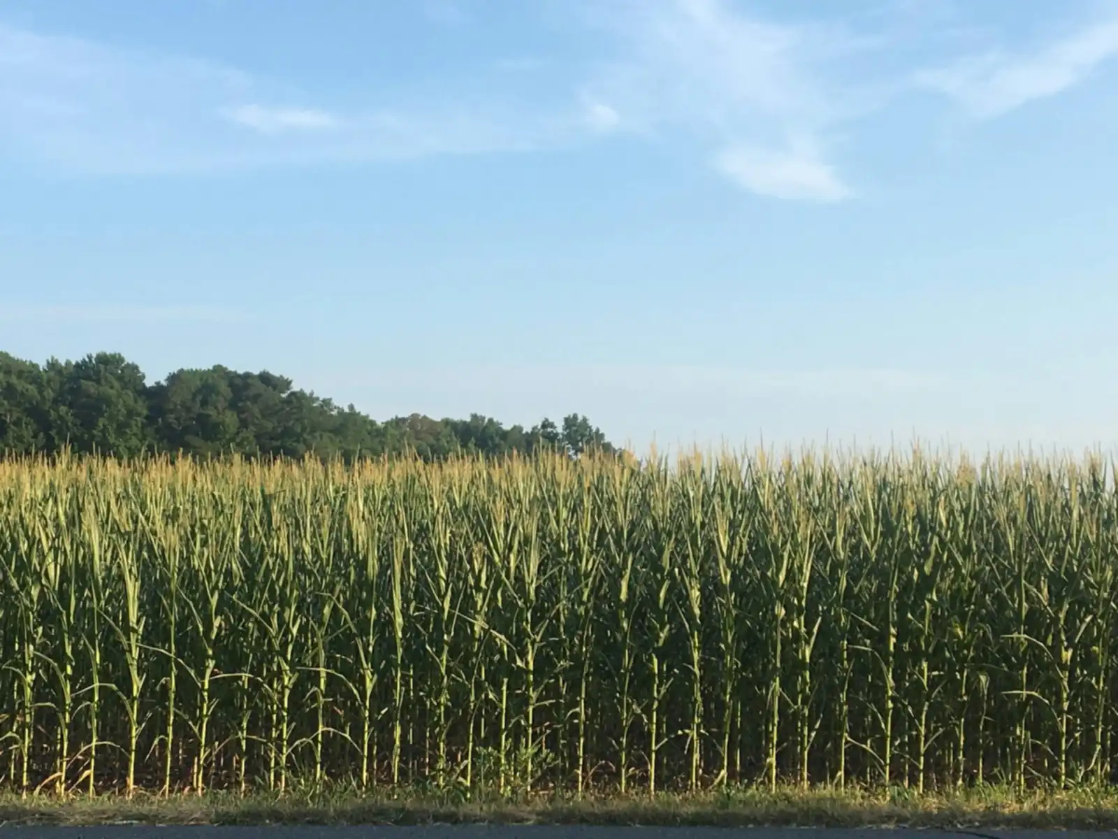 Cornfield under a summer sky