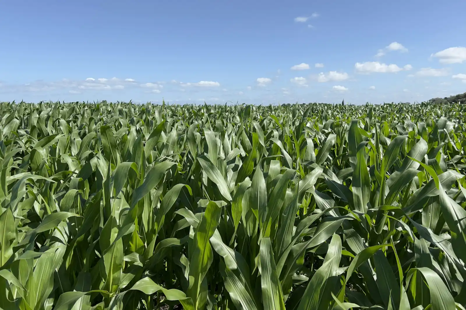 Cornfield stretching to the horizon under a blue sky
