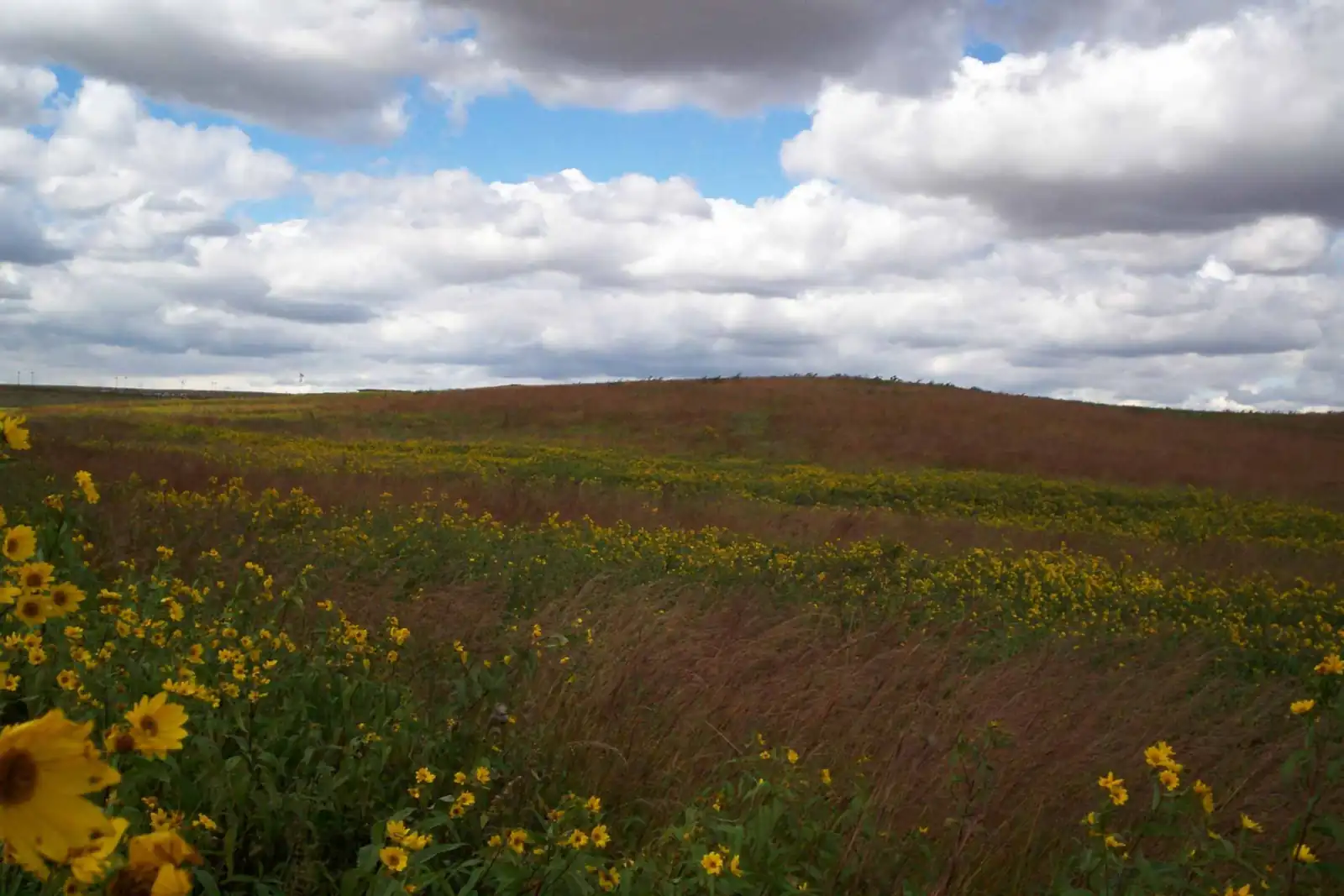 Prarie in Neal Smith Refuge, Iowa
